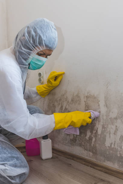 Best Black Mold Removal  in Livingston, MT